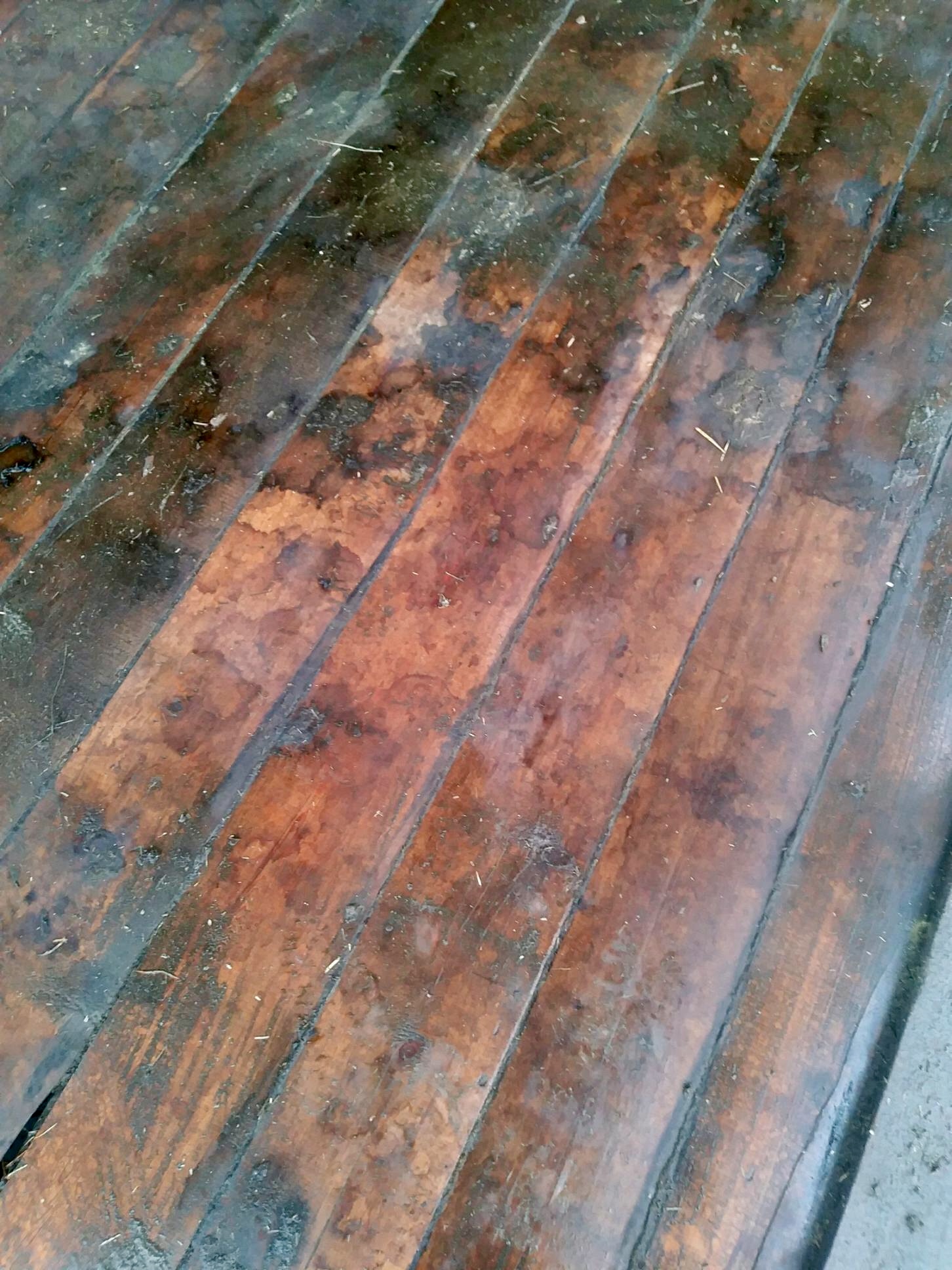 barn - redwood floor.jpg