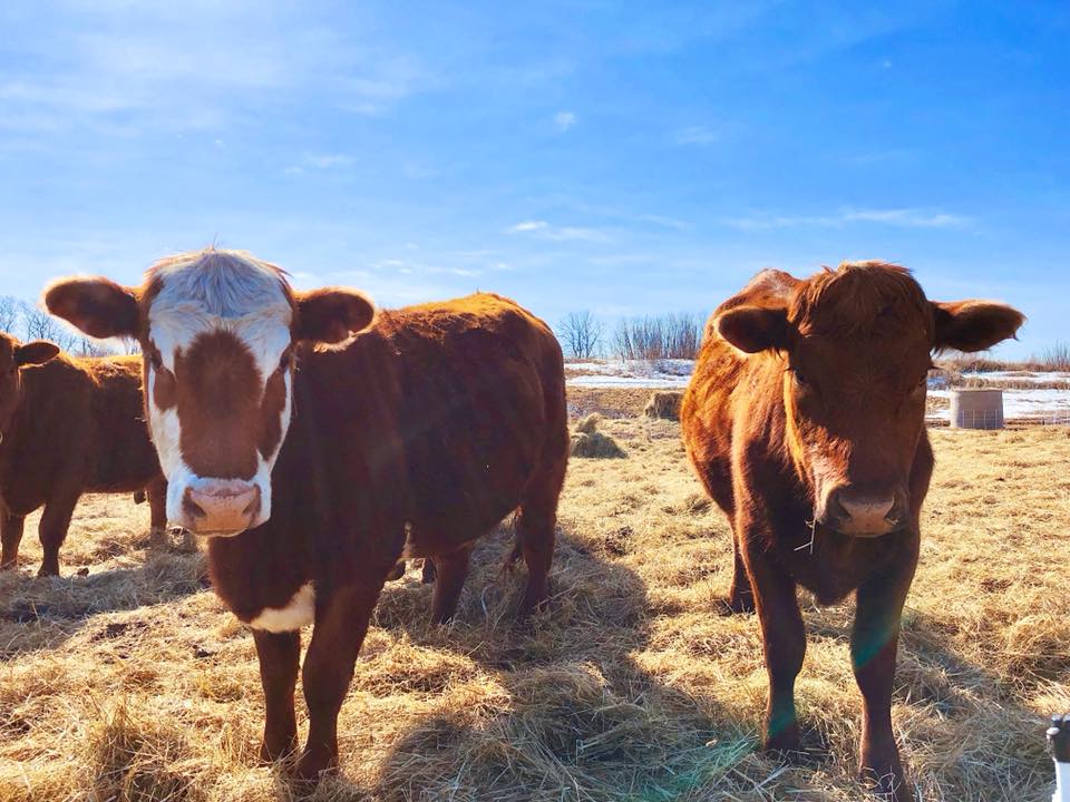 cows - blue sky in winter.jpg