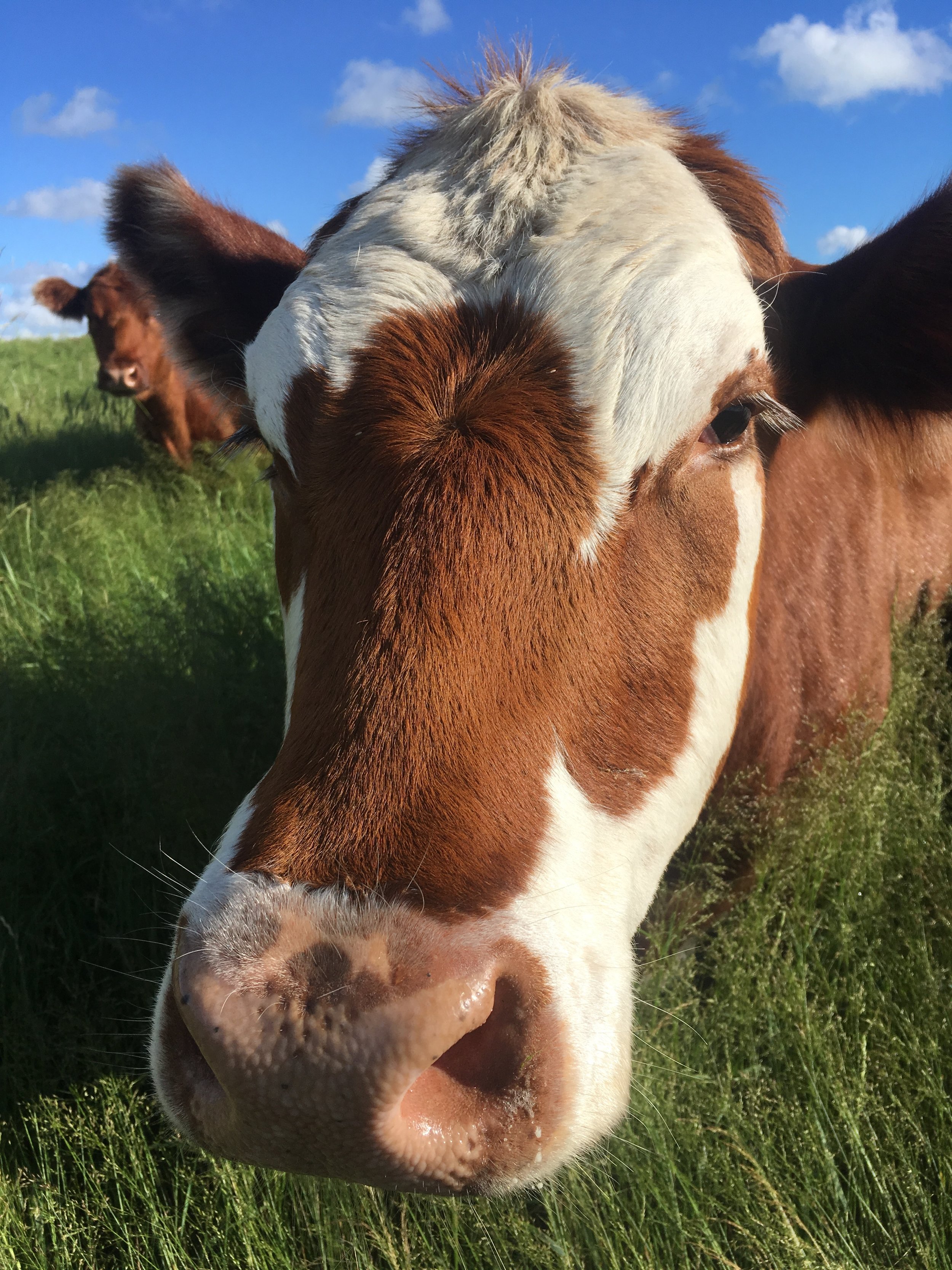 cows - upclose portrait.JPG