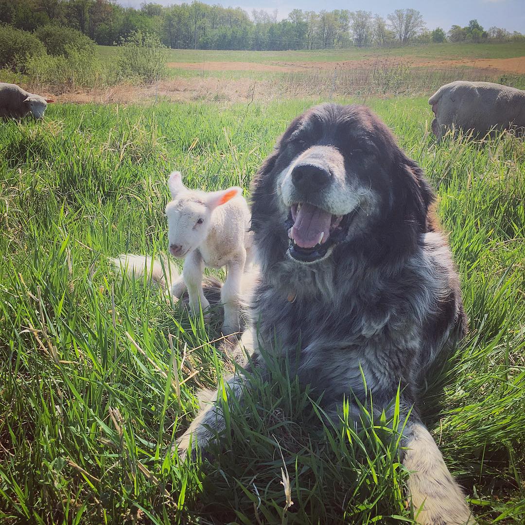 dogs - Lena and lamb.jpg