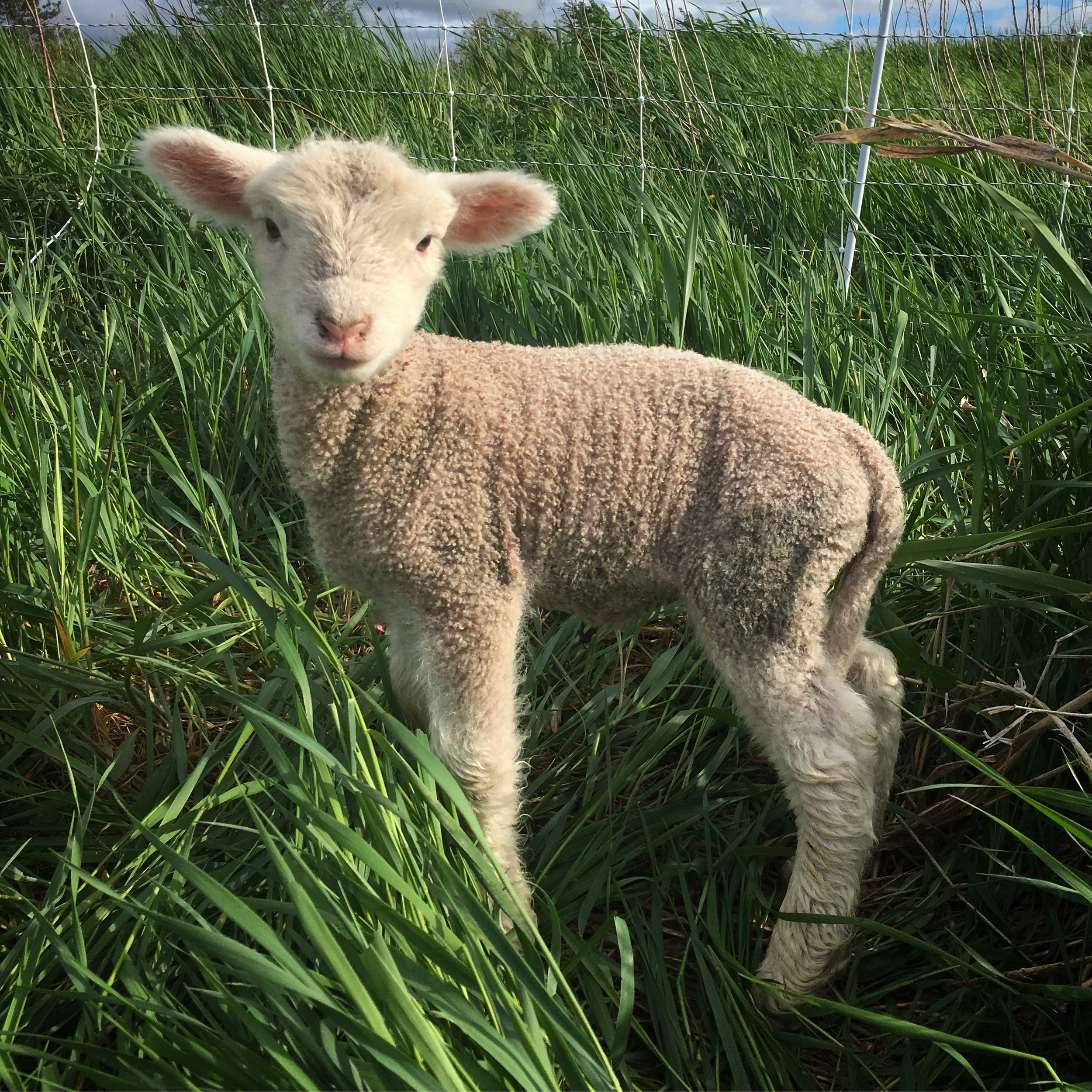 sheep - little lamb.JPG