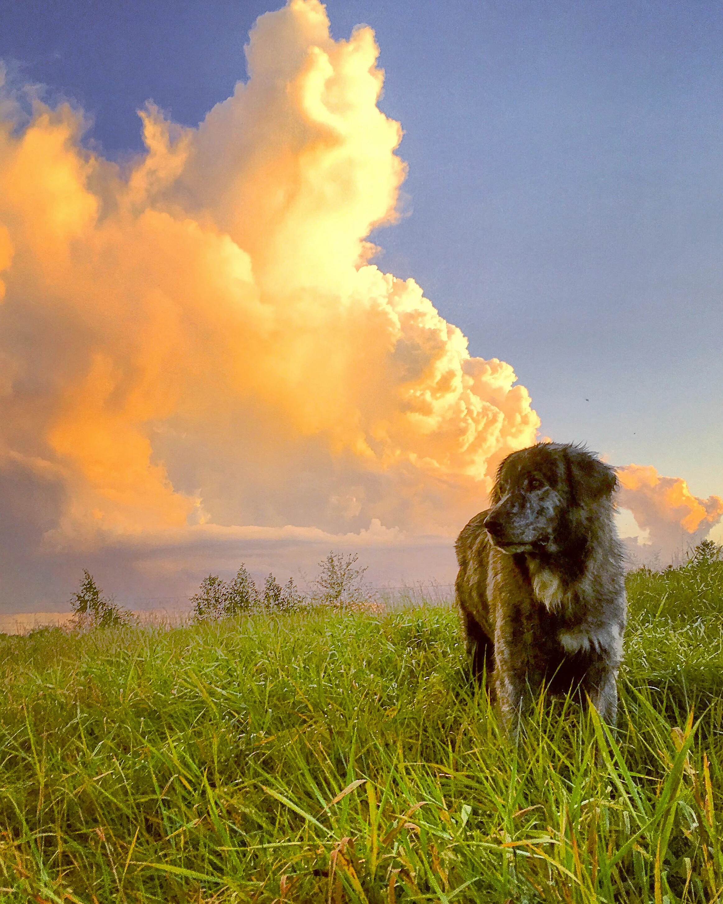 dogs - Shadow with orange cloud.JPG