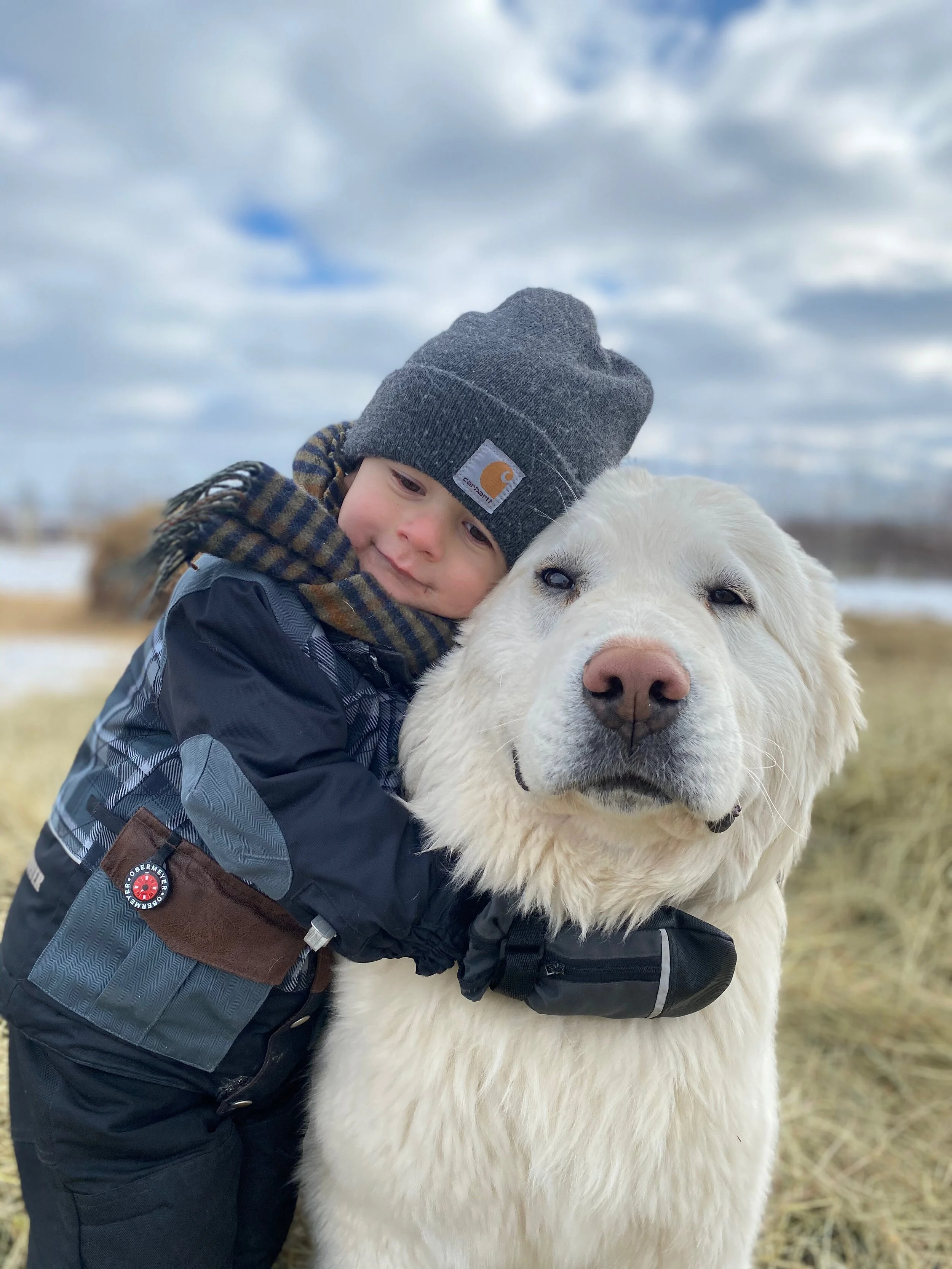 Buy livestock guardian dog rescue near me New Arrivals