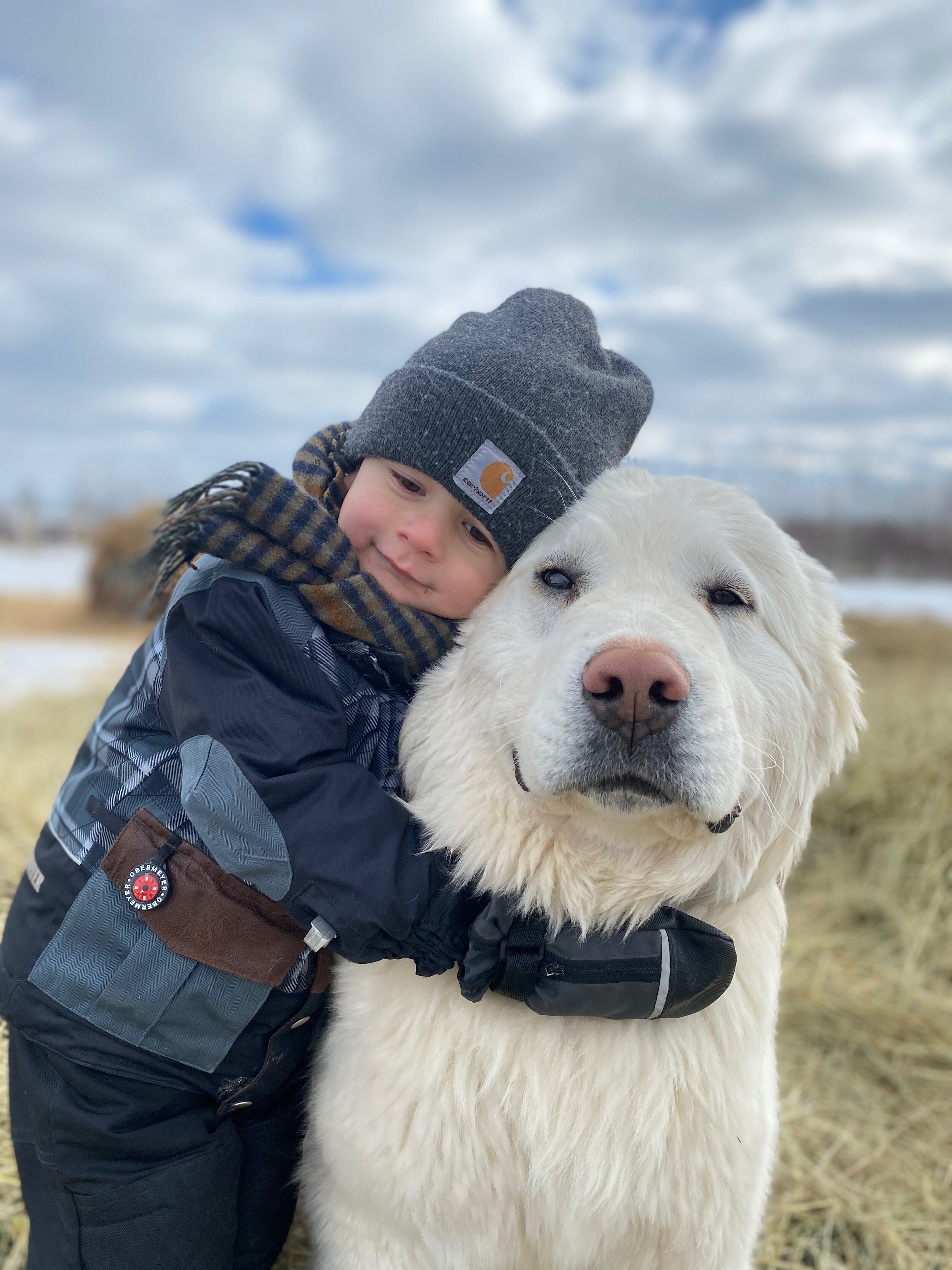 livestock guardian dog rescue near me