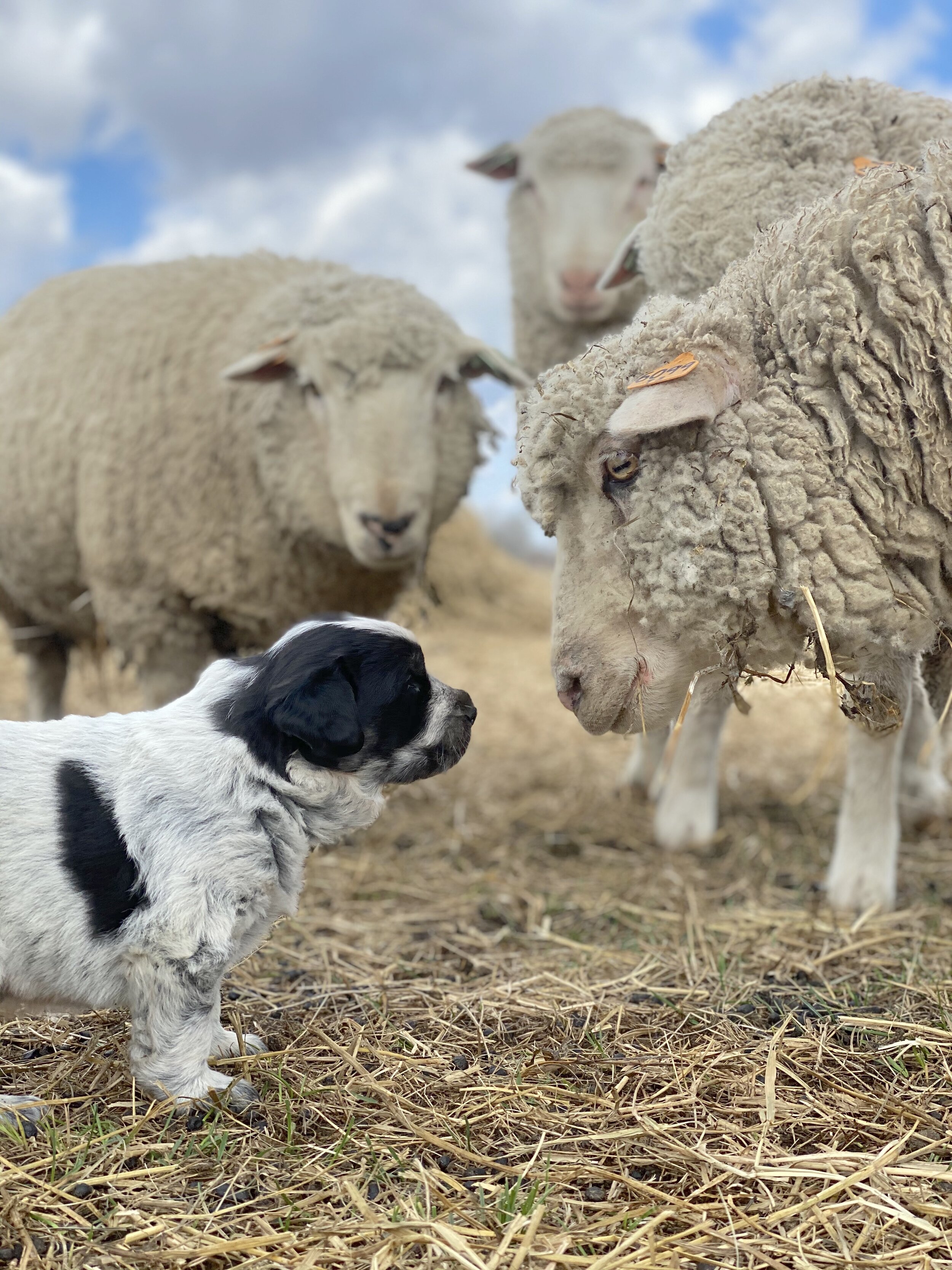 Puppies - Lena's and first sheep.jpeg