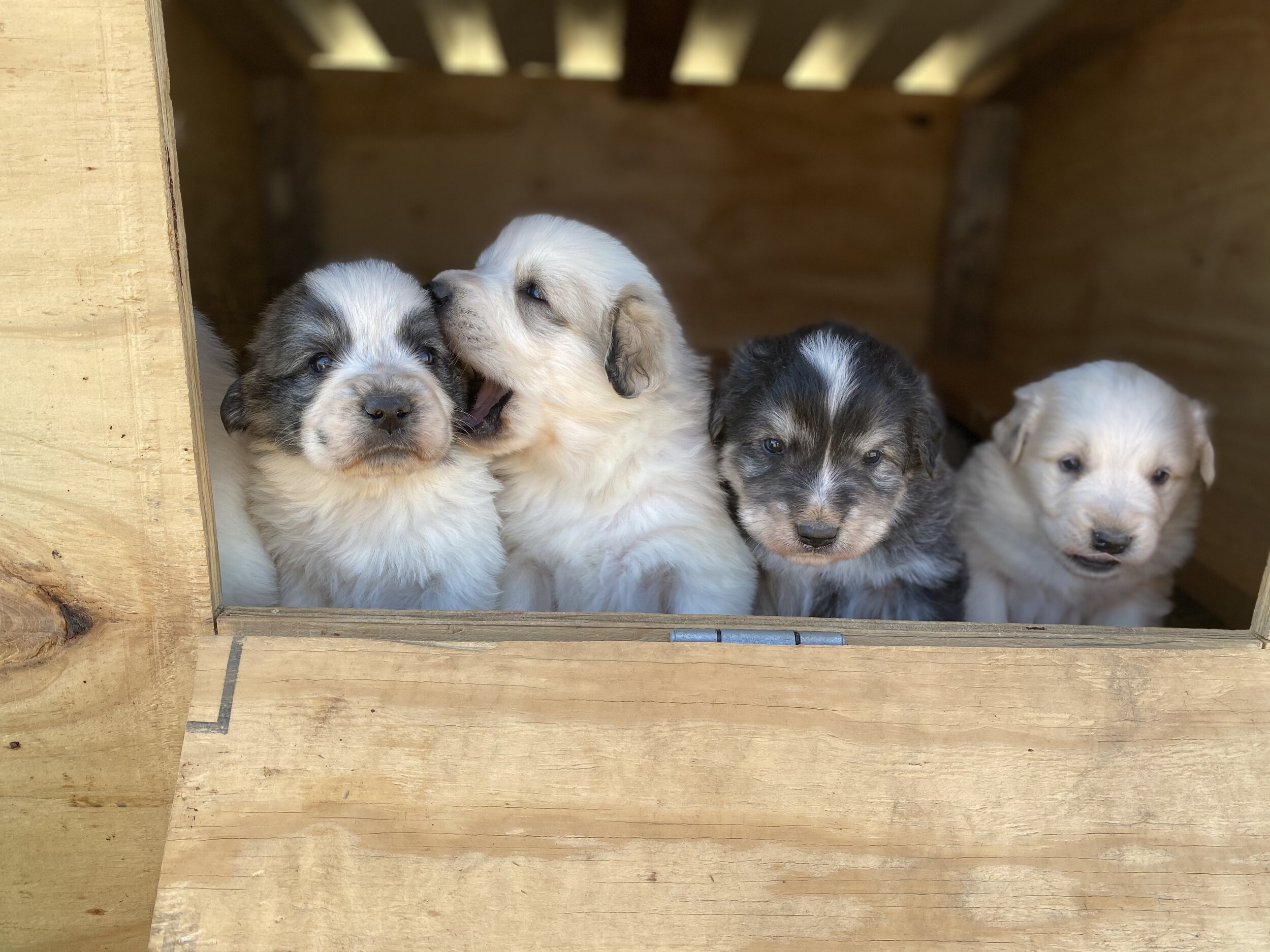 Puppies - lined up in whelping box.jpeg