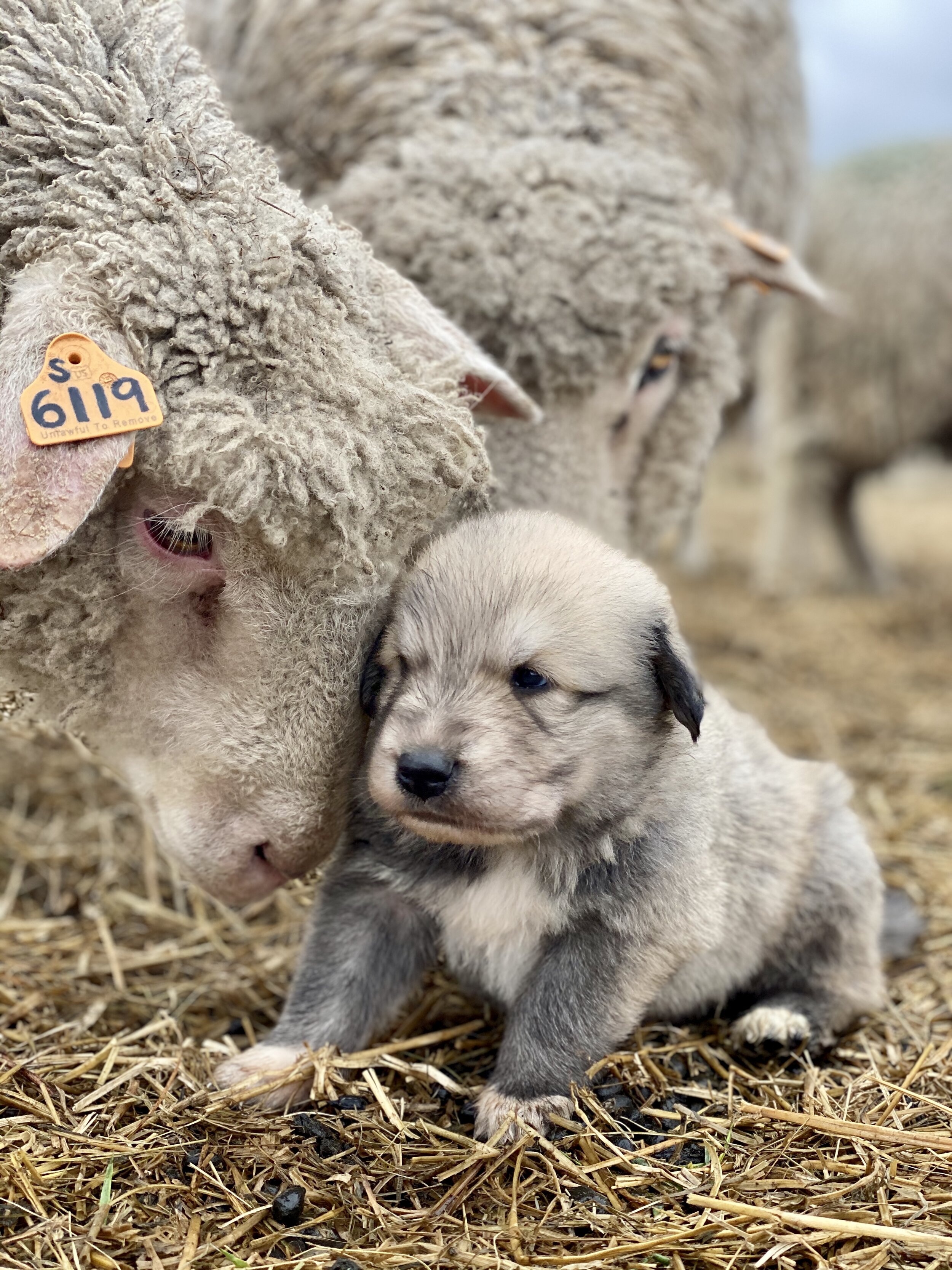 Puppies - Shadow gray pup with sheep.jpeg