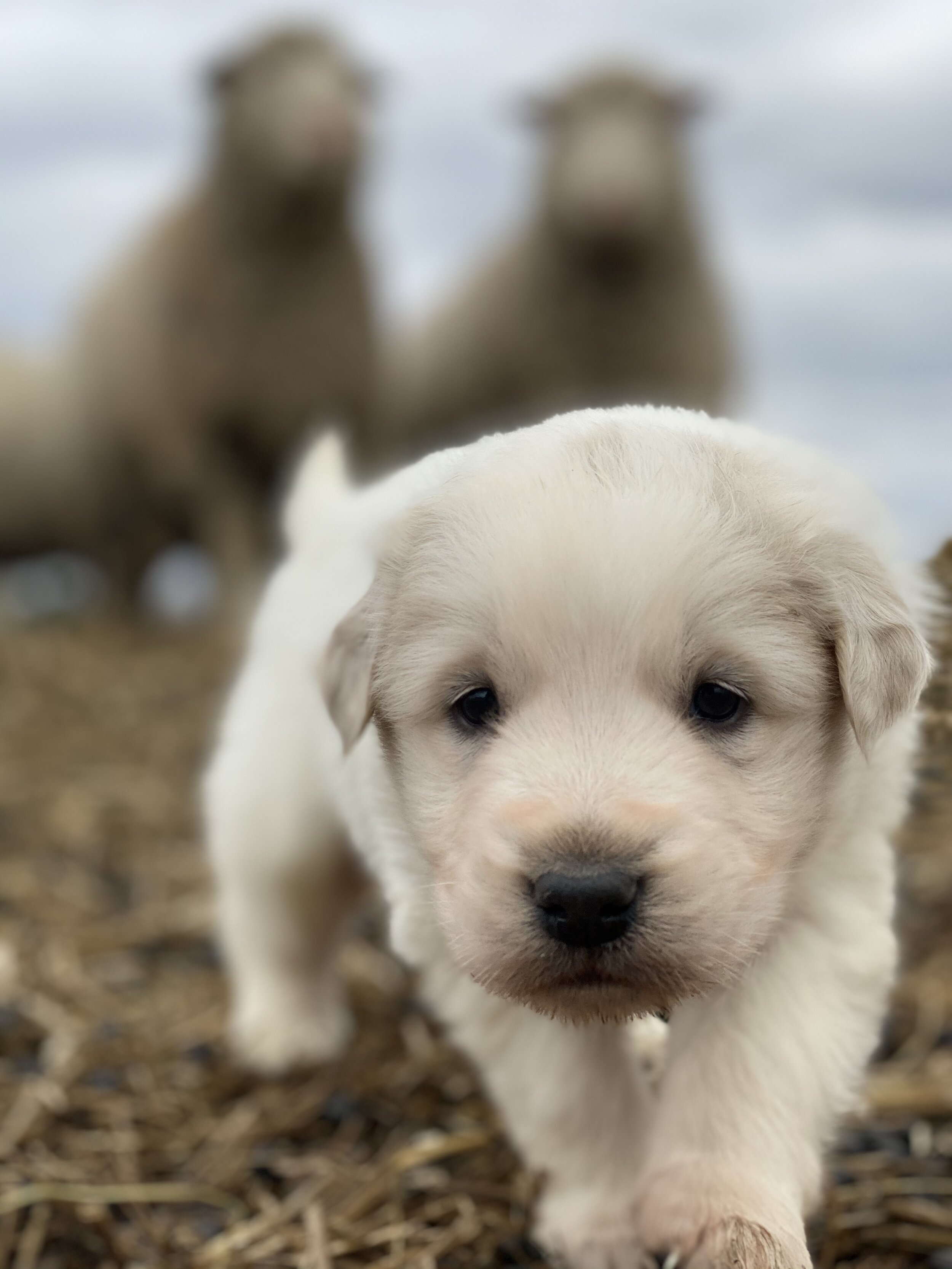 Puppies - white pup with sheep.jpeg