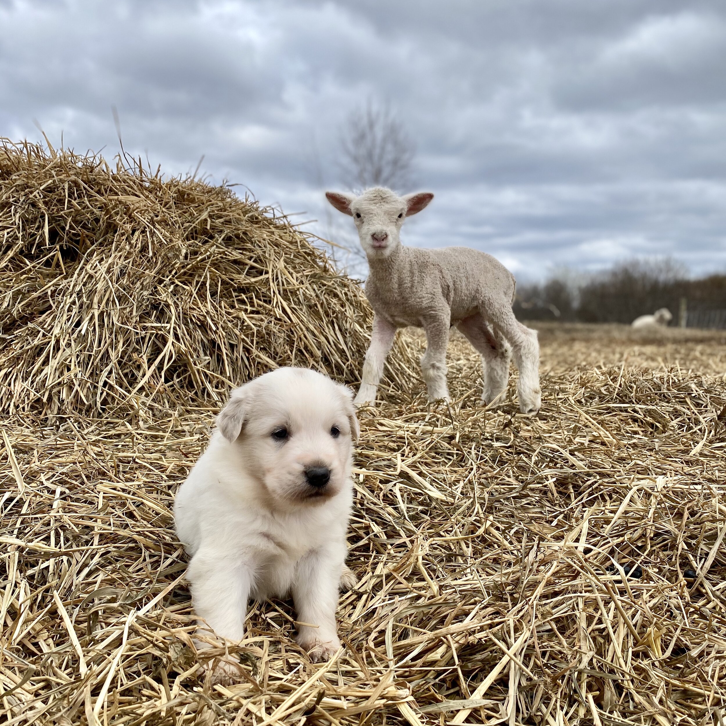 Puppies - white pup with lamb.jpeg