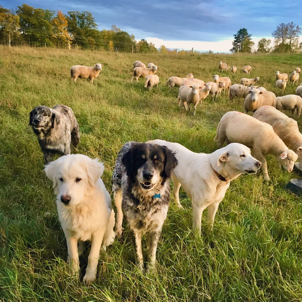 The Animals | Grass Fed & Pastured Beef, Pork, & Lamb | Regenerative ...