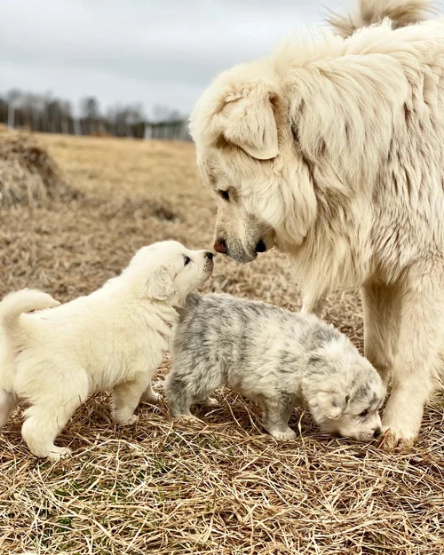 LGD Dog Breeds: Guardians of Your Flock