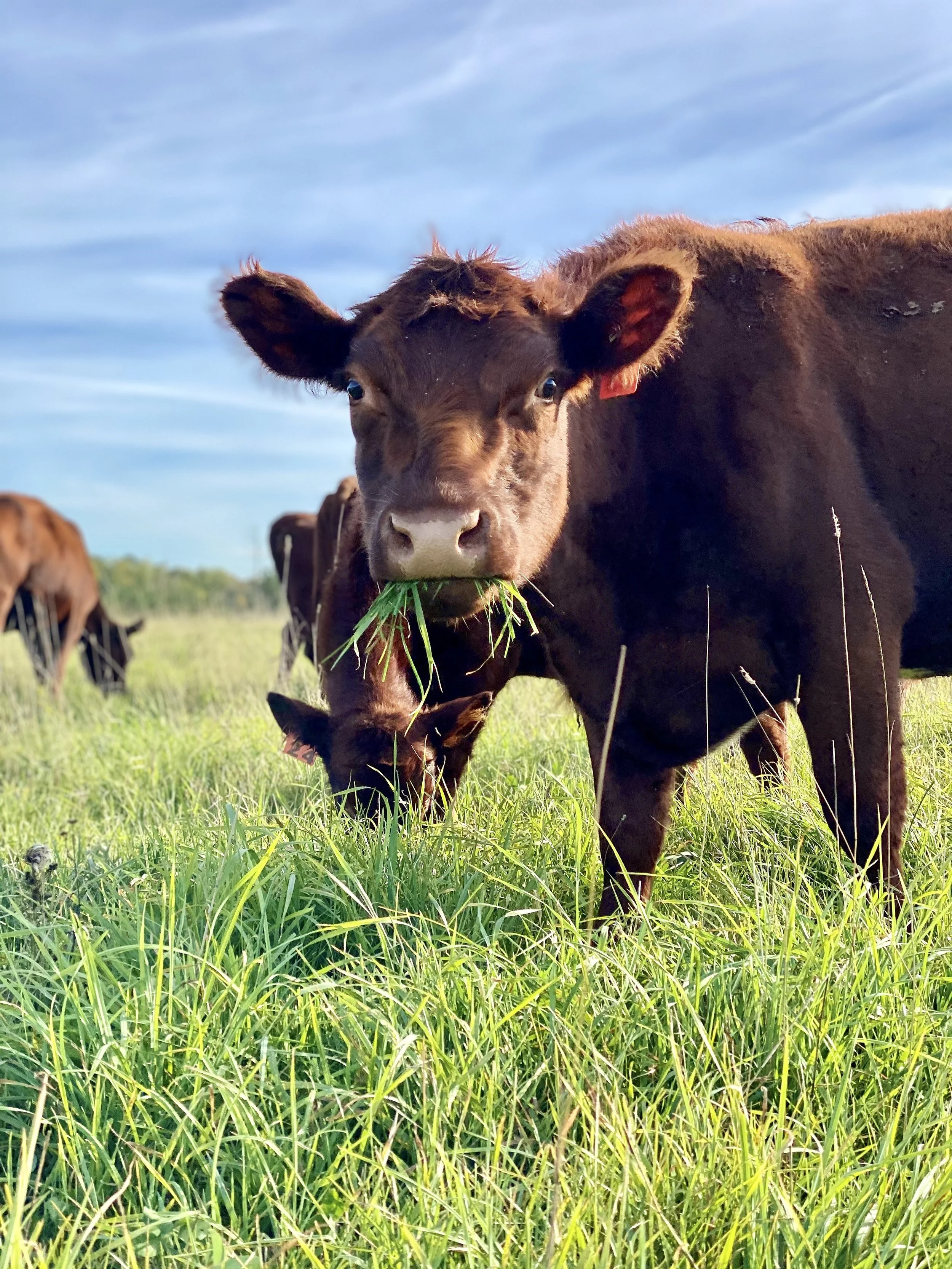 brown cow with a mouthful of grass