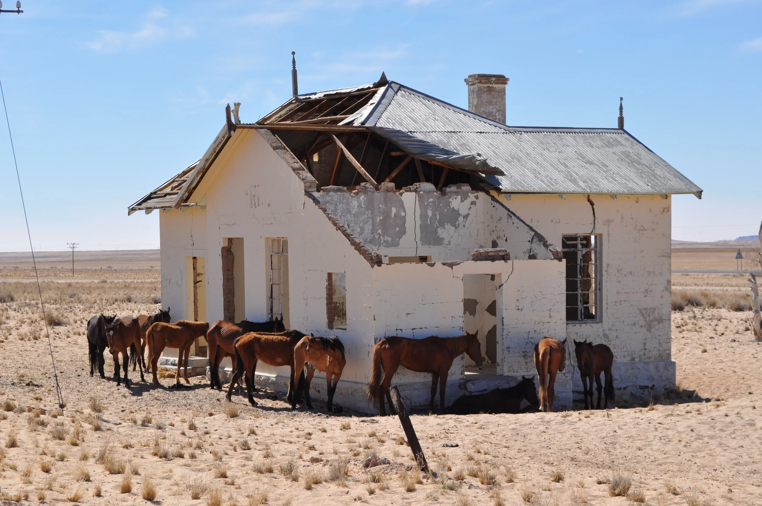 Desert_Horses_close_to_Aus_-_Namibia.jpg