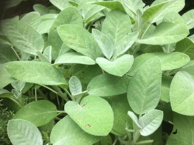 Mundspülung selber machen