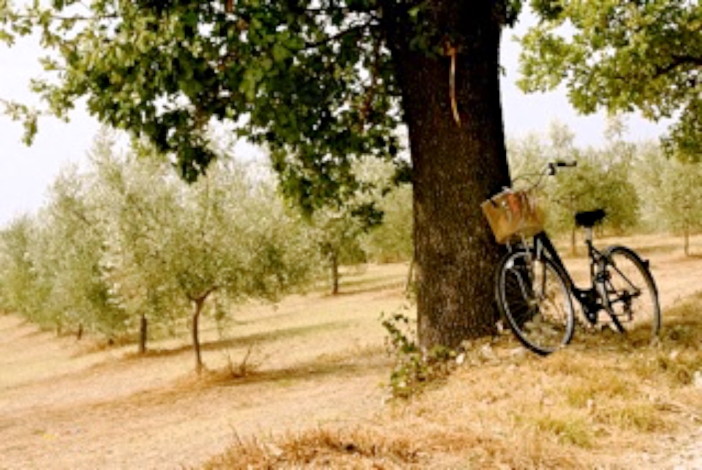 cycling_tree.jpg