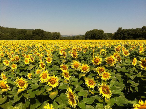 Yoga holiday in Italy - sunflowers.jpg