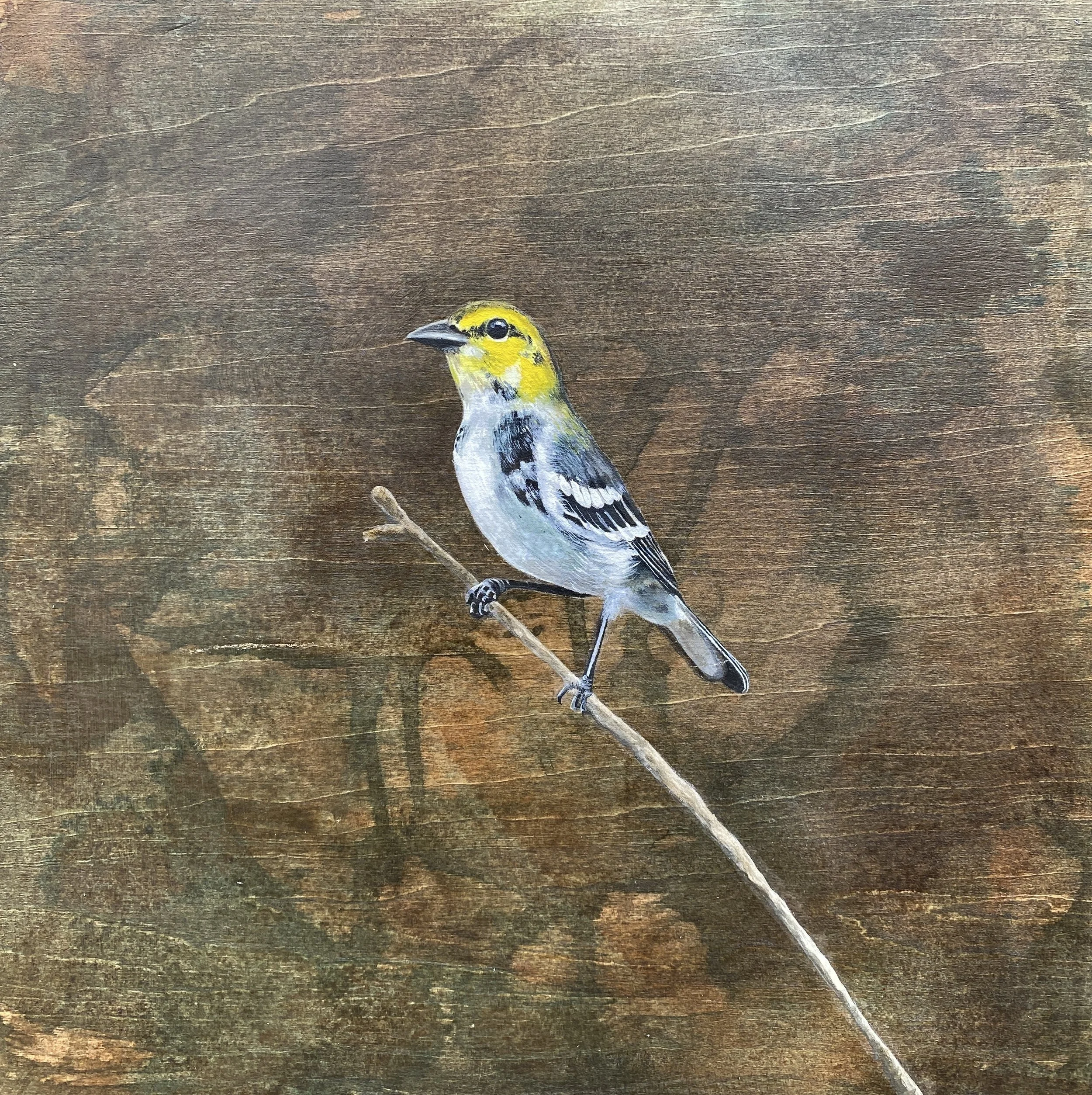 Golden Cheek Warbler