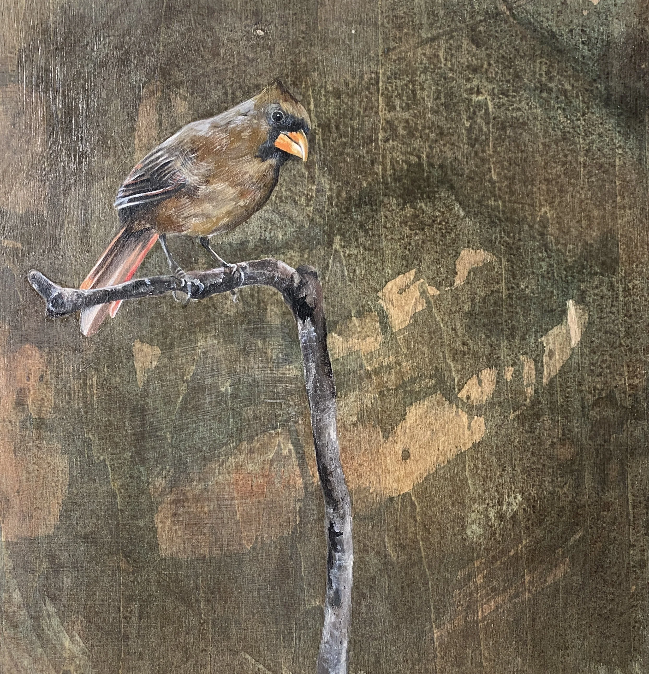 Northern Cardinal Female