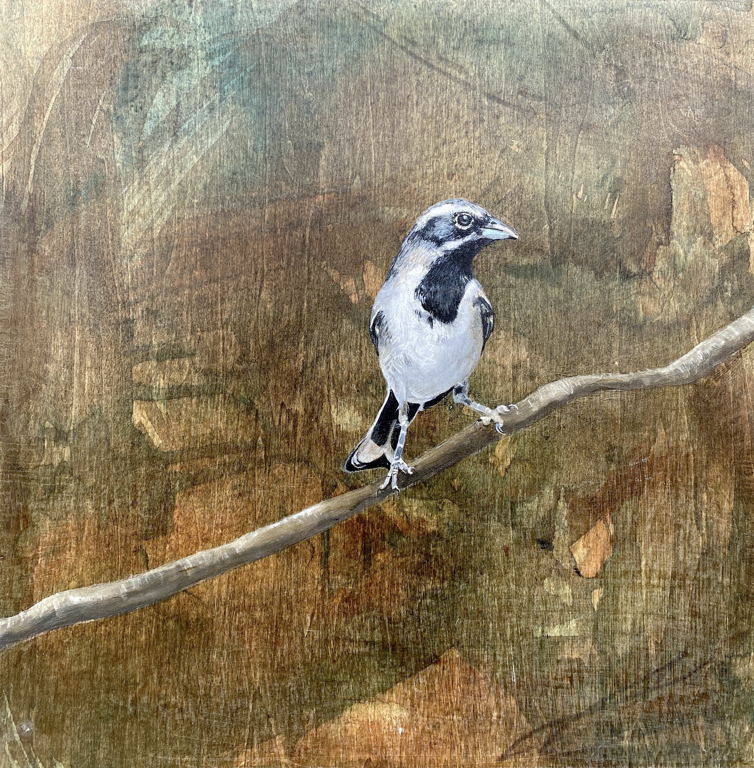 Black Throated Sparrow