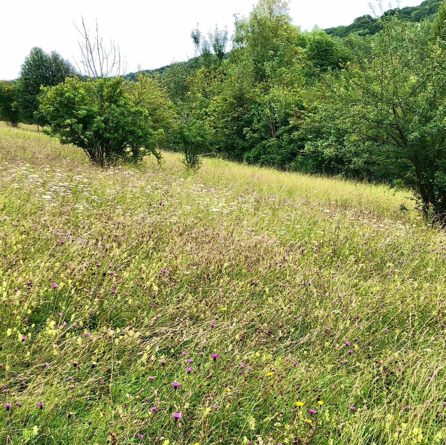 Croydon - who&rsquo;d have thought it?
Finally visited the famed Hutchinson&rsquo;s Bank, a hidden gem of chalk grassland in, yes, #croydon - waist high wild flowers, humming with insects - a total joy!
#urbannature #londonwildlife #flowersofthechalk