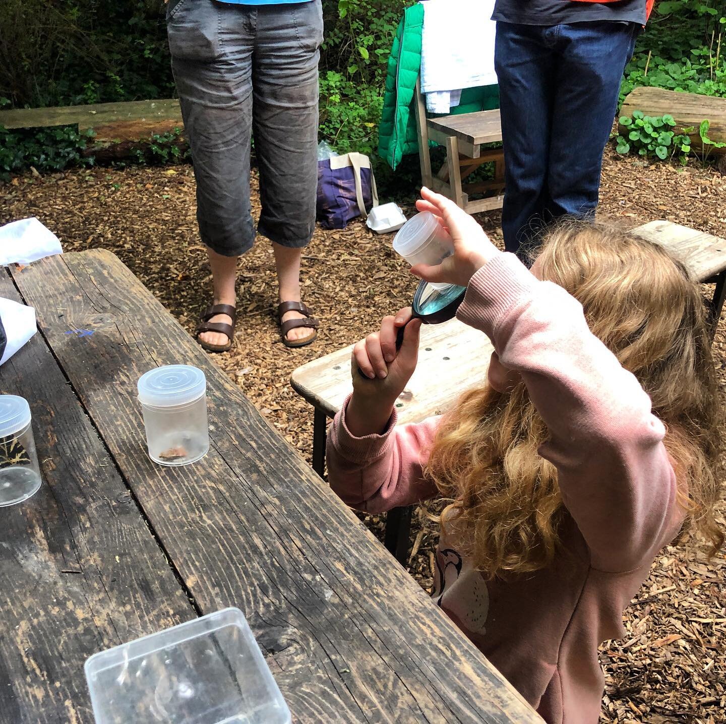 Budding #citizenscientist @phytologyuk this morning, for the first of what I hope will be many London Moth Project ID sessions, looking at the biodiversity of our urban refuges.
Moths #moth #lepidoptera #moths  #moth #mothsmatter  #mothwatching #moth