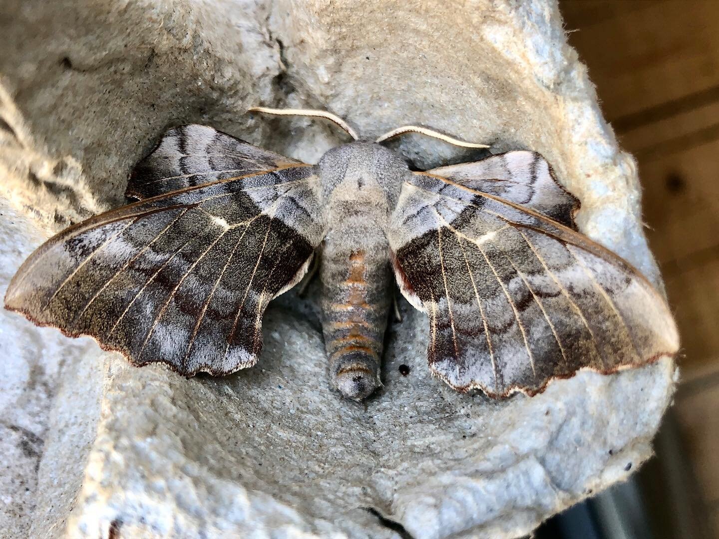 Havn&rsquo;t moth-bothered for a while, but last night felt so promising - warm with a moist breeze - and at 5am this morning I found this slumbering giant, a male Poplar Hawk-moth.  #mothstagram #moths #mothsmatter #lepidoptera #urbannature #poplarh