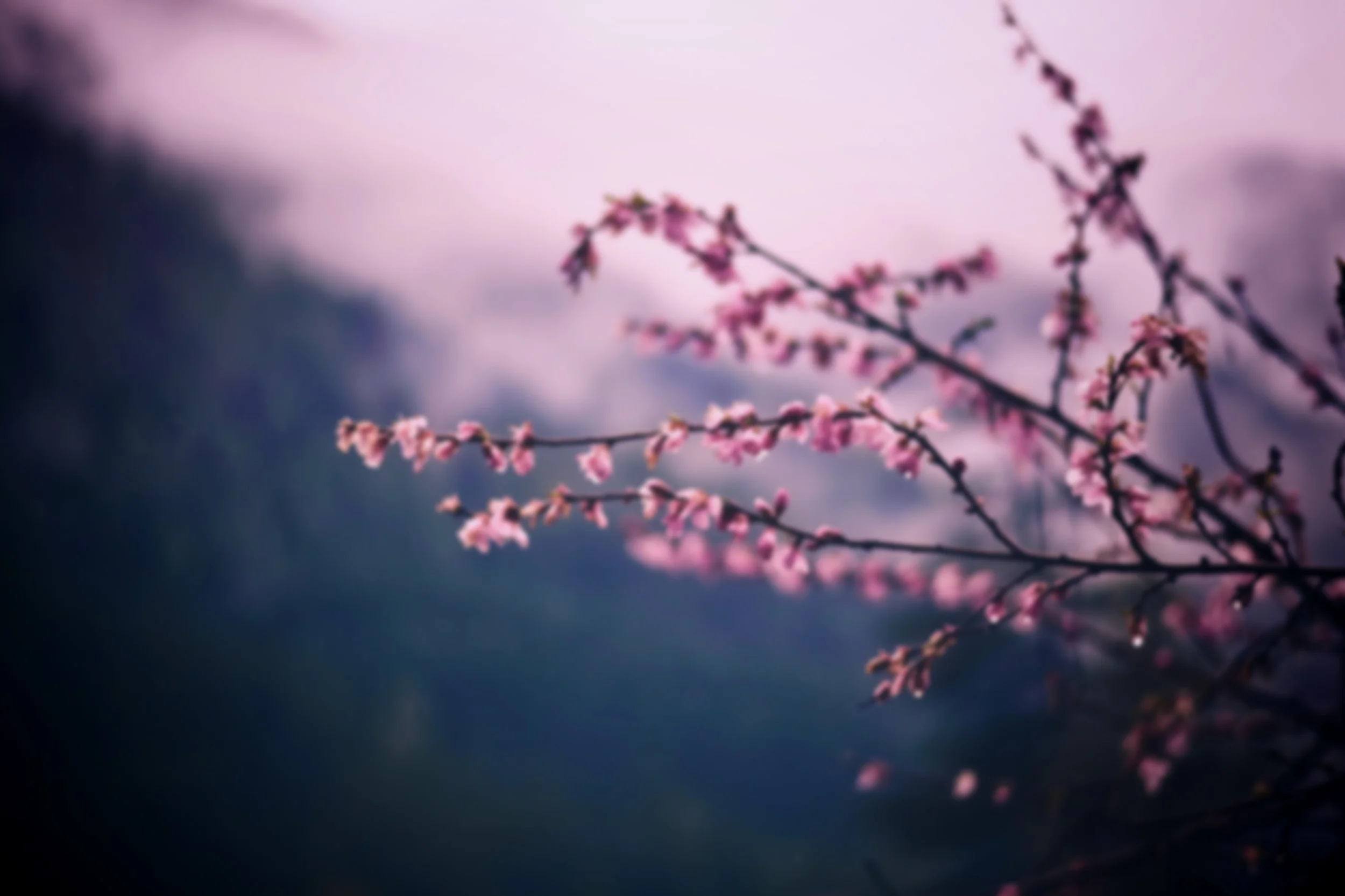 Allergy + Immune Disorders