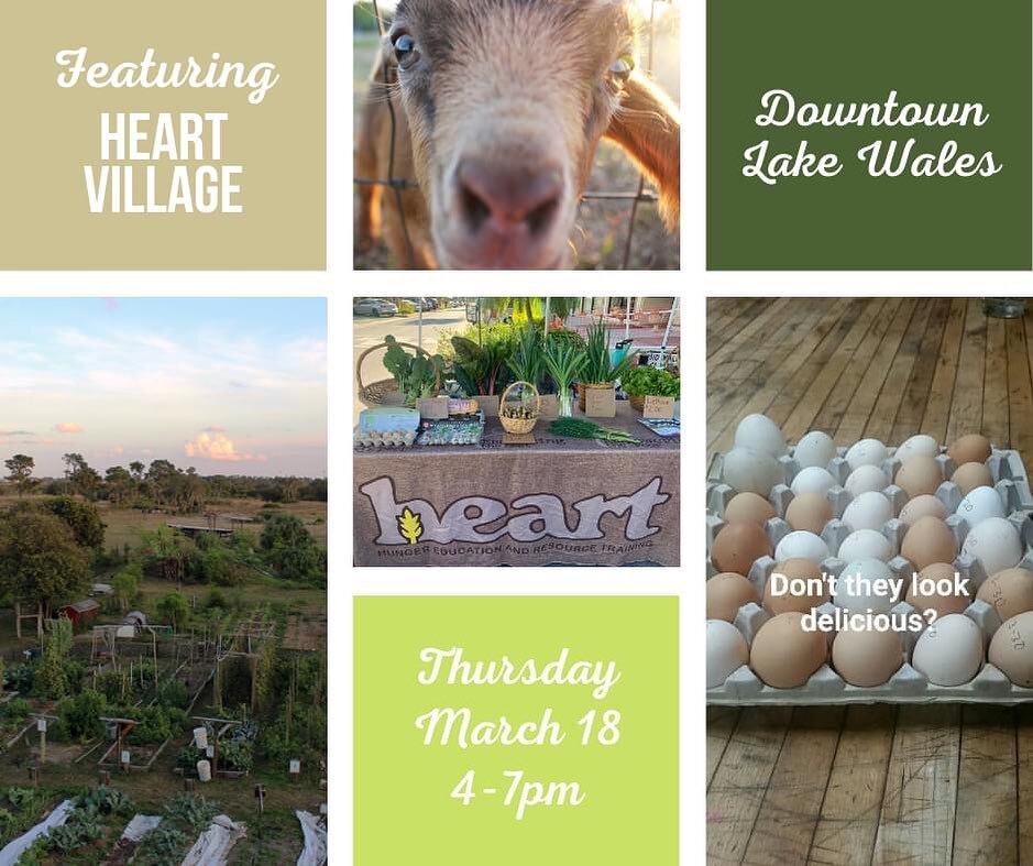 Have you heard of HEART Village hunger education &amp; resource training yet? They'll be bringing the freshest eggs &amp; produce around, grown right here in Lake Wales! 

Pick up some 'egg'cellent local food at the very first #3rdThursdayMarket on M