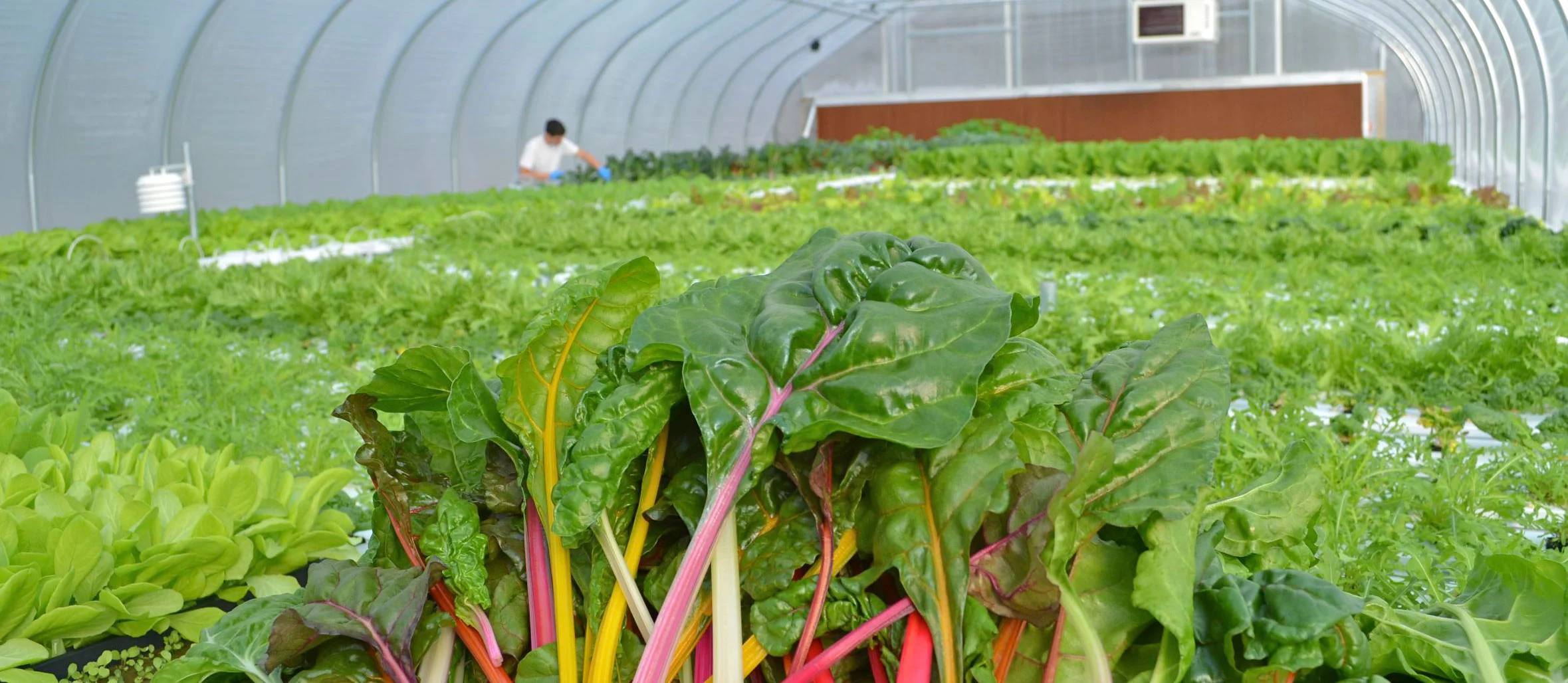 greenhouseWIDE.jpg