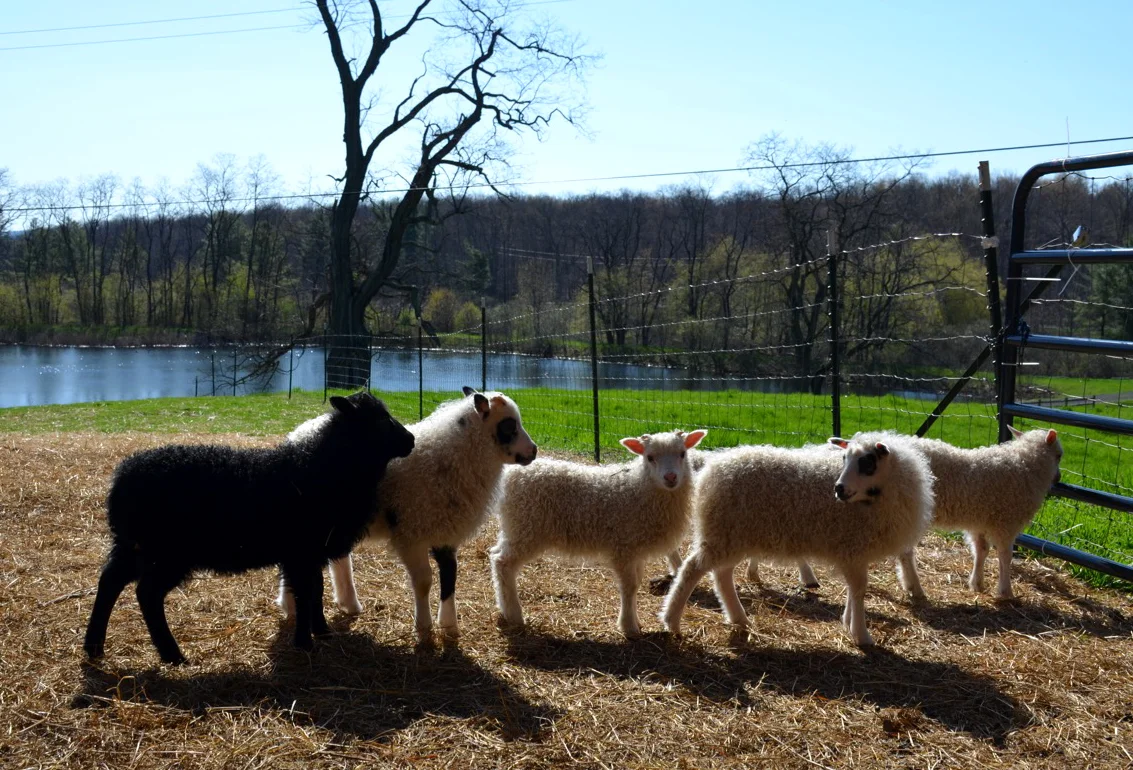 LambOnPasture.jpg