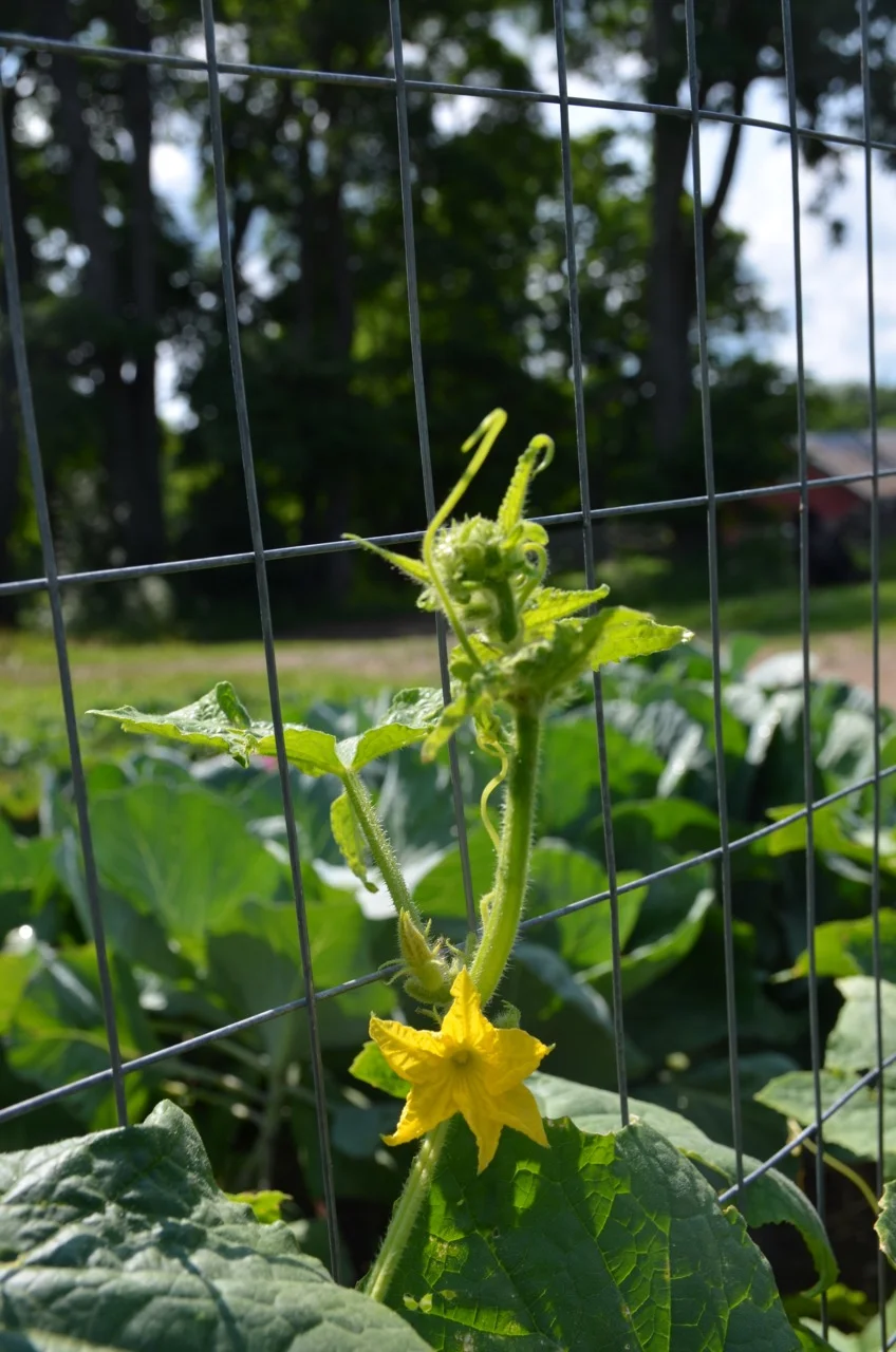 ZucciniFlowers.jpg