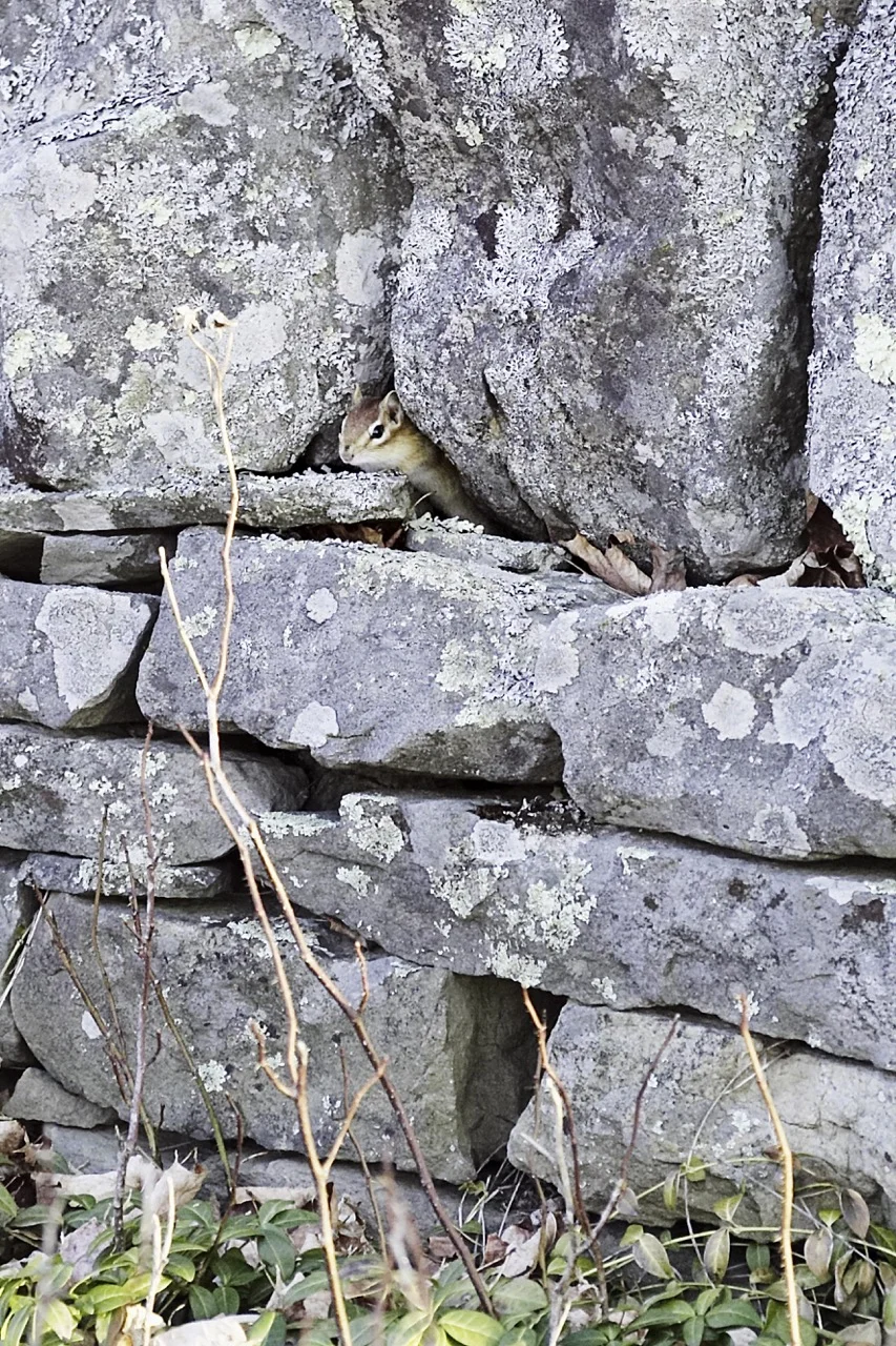 Chipmonk.jpg