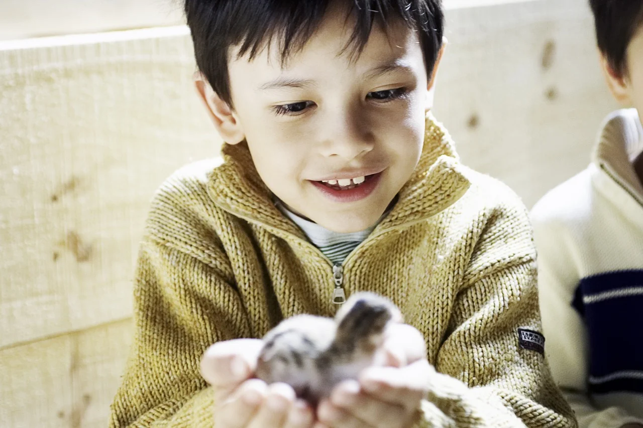 GuineaHenHatched.jpg