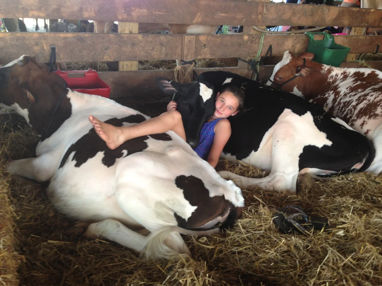 GirlwithCows.jpg