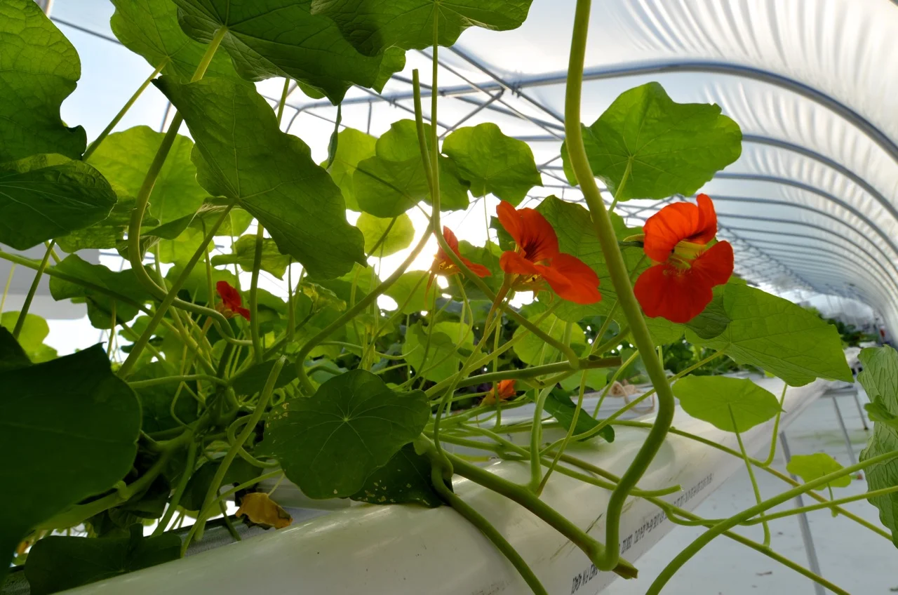 NasturtiumGreenhouse.jpg