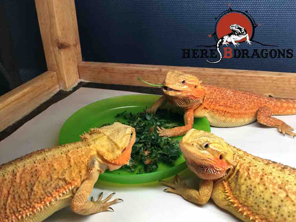 How should I care for my bearded dragon? – RSPCA Knowledgebase