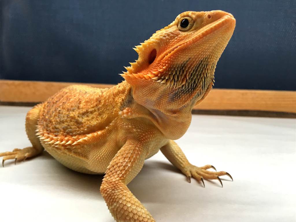 The Complete Bearded Dragon Care Sheet » Tips, Guidelines, & More