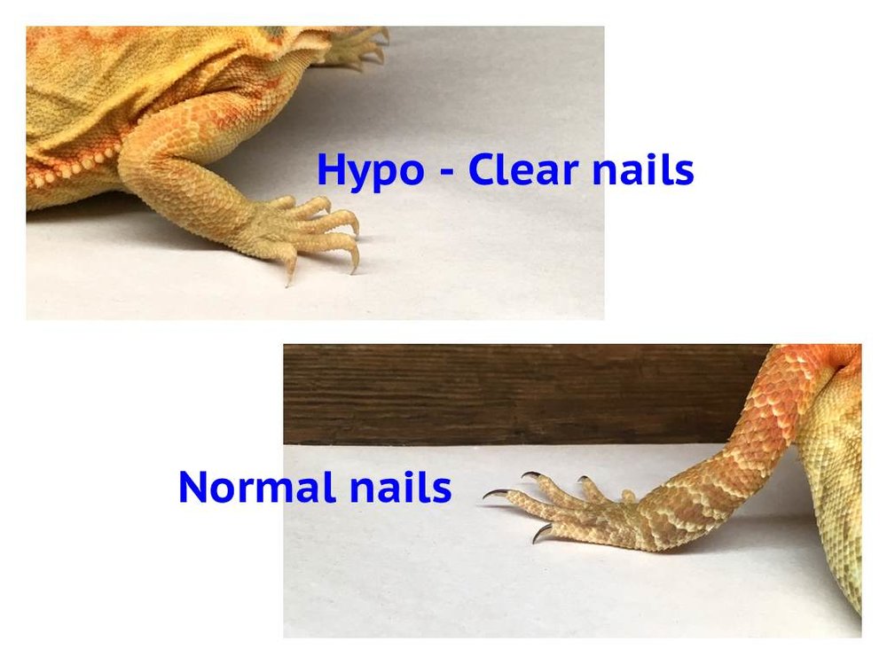 What is Hypo Bearded Dragon?