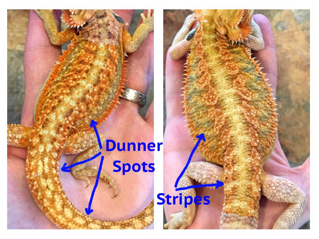 A Beginner's Guide to Bearded Dragon Colors & Morphs – Dragon's Diet