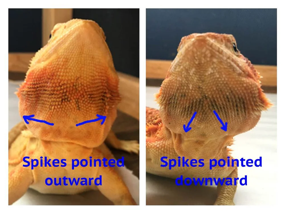 leatherback bearded dragon vs normal