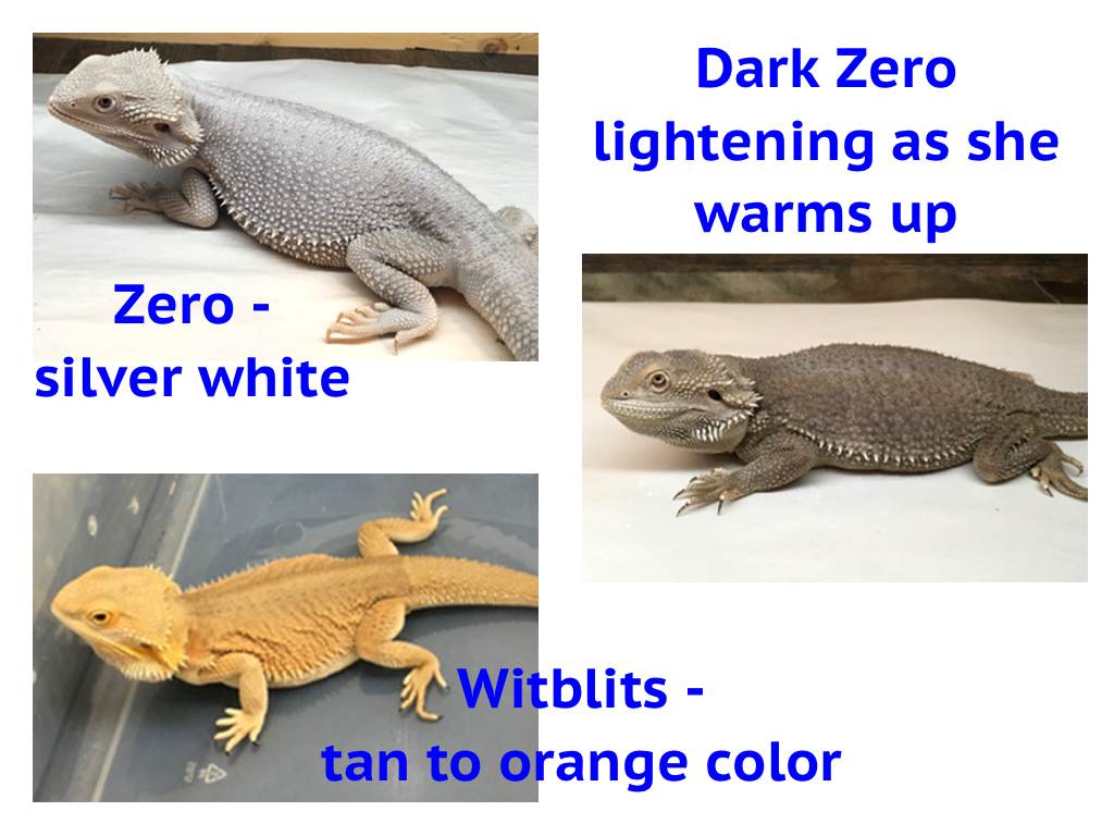 A Guide To Bearded Dragon Mutations And Genetic Traits