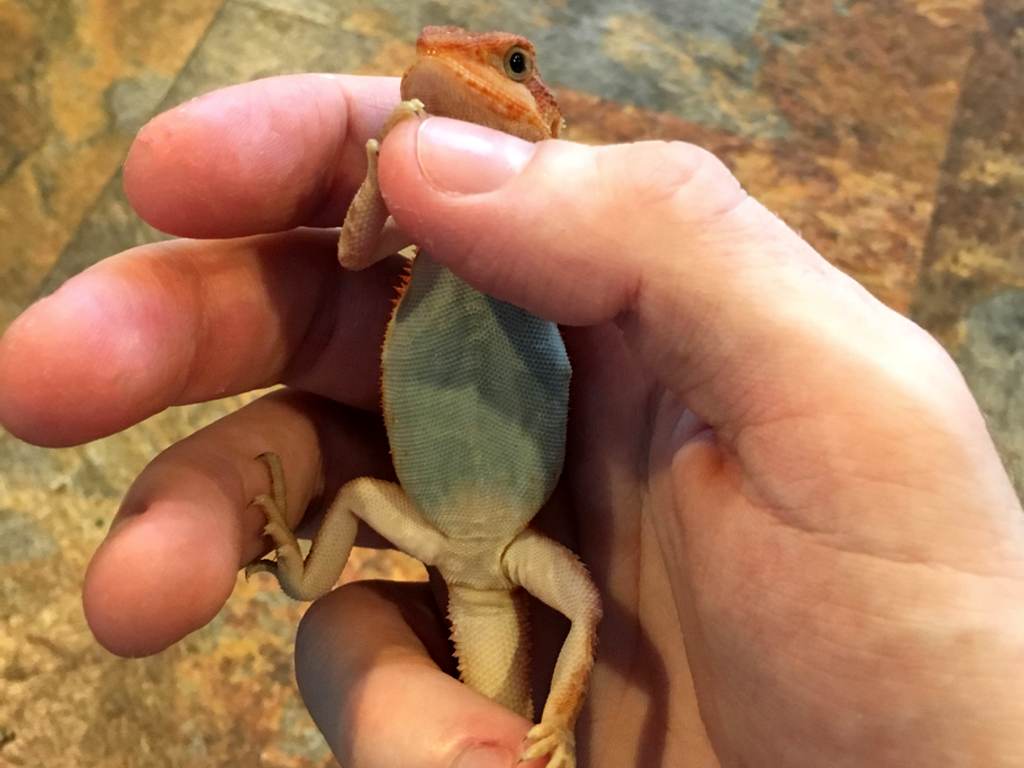 blue baby bearded dragons