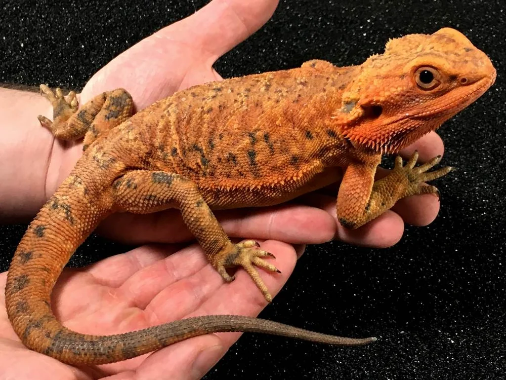 A Guide To Bearded Dragon Mutations And Genetic Traits Herebdragons Com A Guide To Bearded Dragon Mutations And Genetic Traits Herebdragons Com