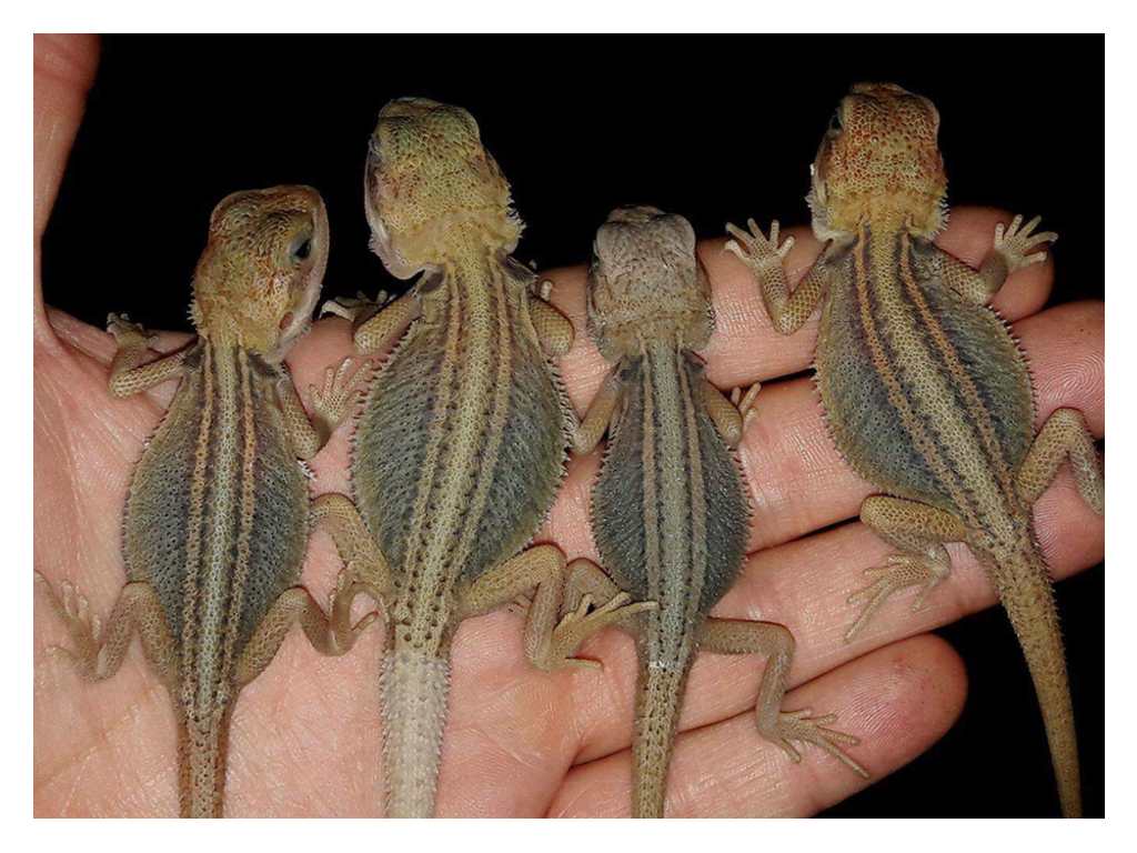 Bearded Dragon Genetics / Morphs