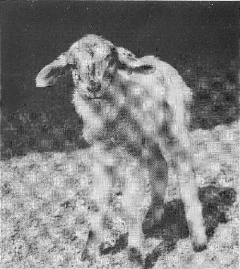 Goat/Sheep chimera. Photo credit: UCDavis