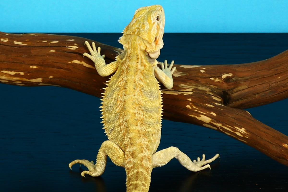 chimera bearded dragon photo.jpg