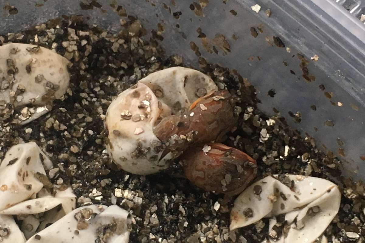twin bearded dragons hatching.jpg