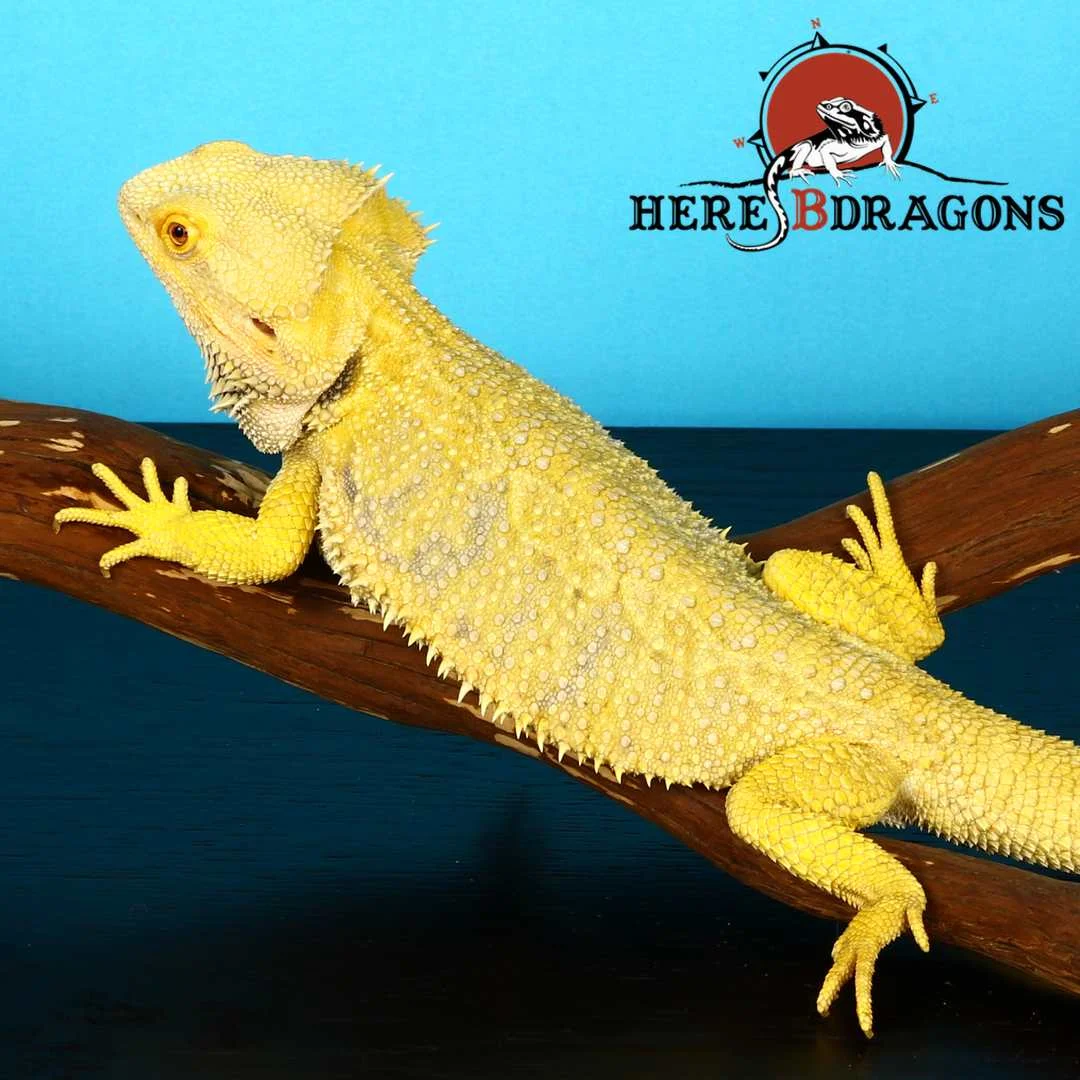 bearded dragon 2018-4-16 photo 2.jpg
