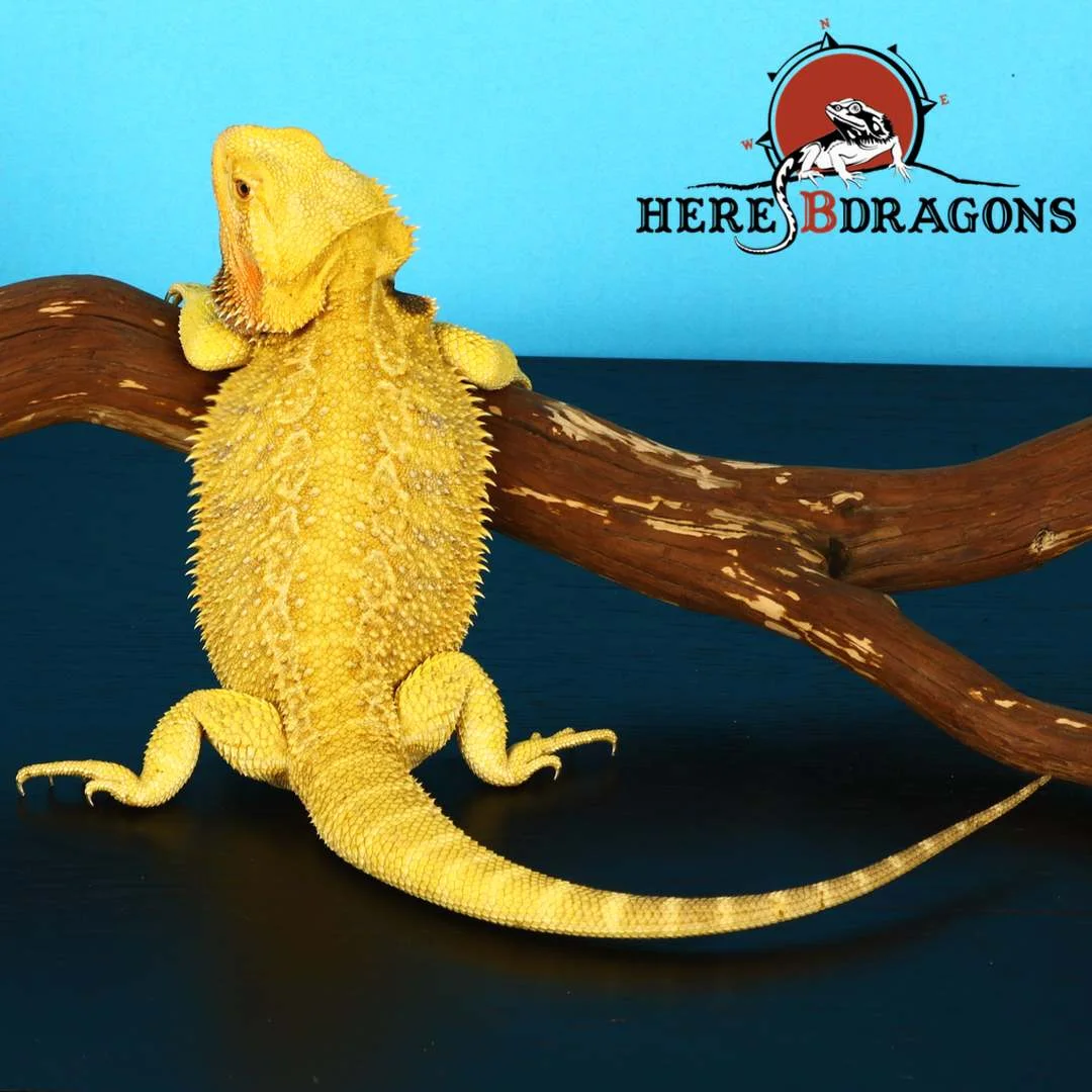 bearded dragon 2018-8-13.jpg