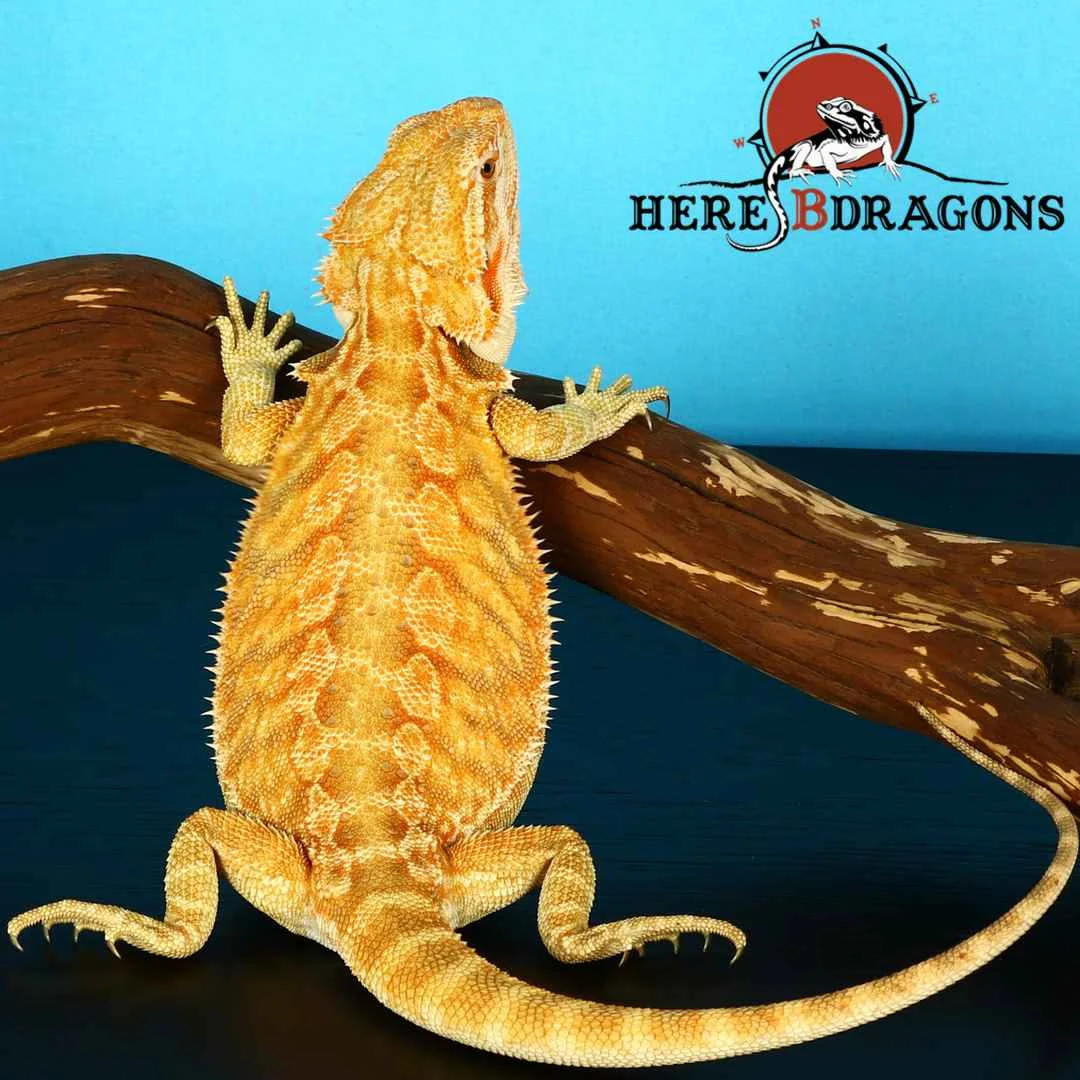 bearded dragon 2018-35-5.jpg